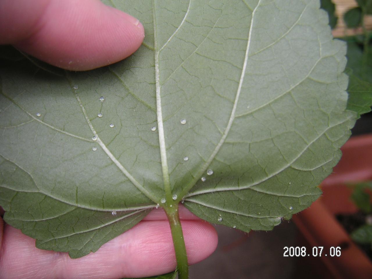 実るかな 初心者の家庭菜園成長記録 オクラの葉の裏に虫の卵 の巻